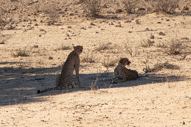 Фильмы, снятые за рекордно короткий срок: как режиссеры успевают в сжатые сроки